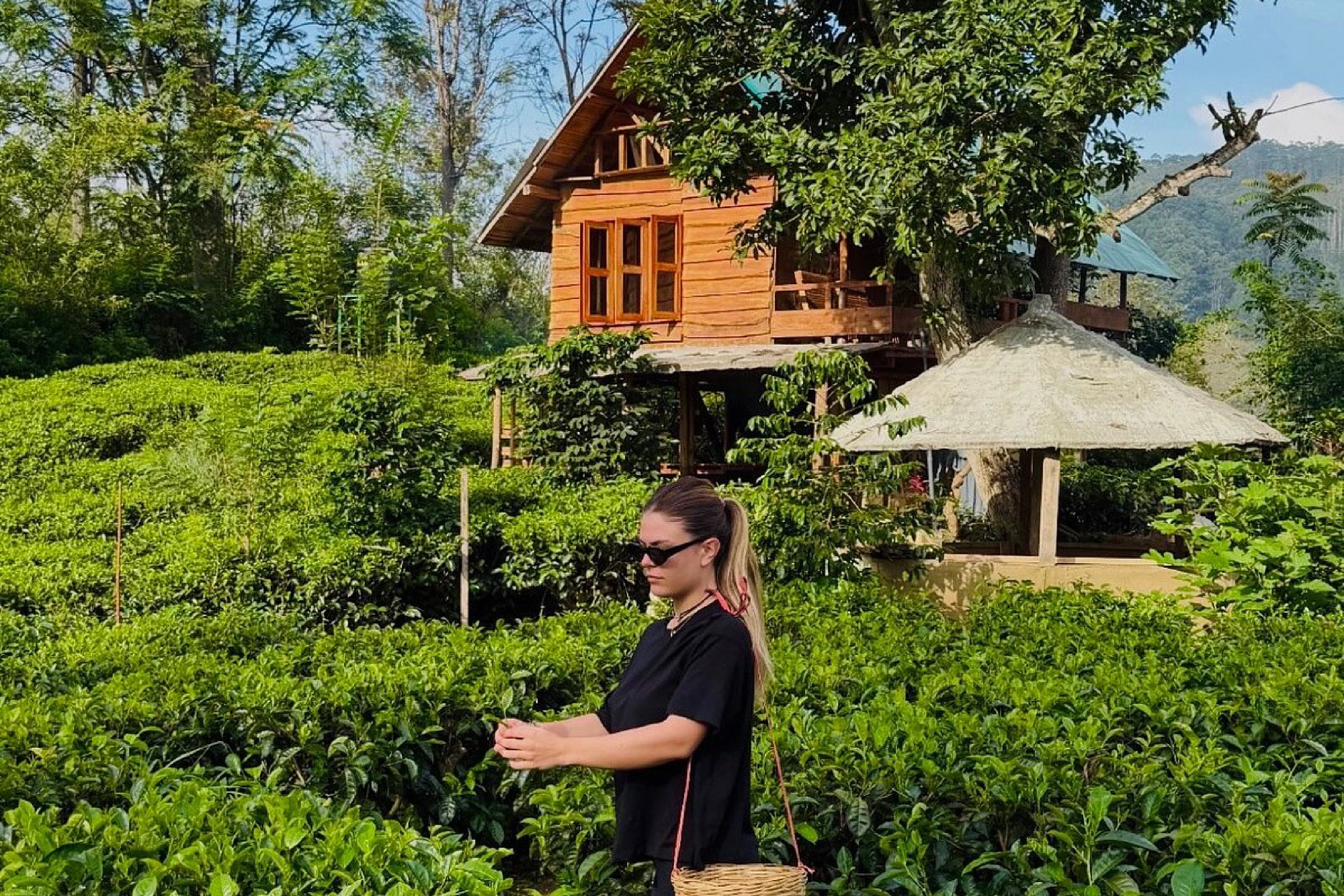 Tea Country Views